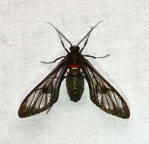 Saurita sp., La Isla Escondida, Colombia  Colombia,Colombia 2024,Fall,Geotagged,La Isla Escondida,South America,World