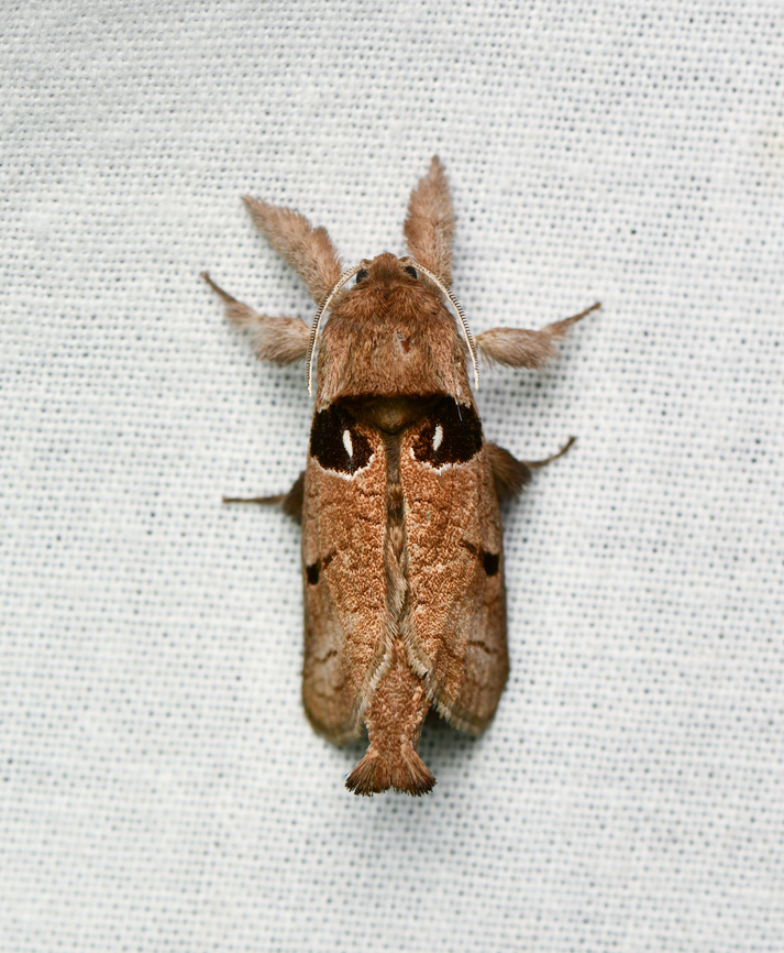 Givira sp., La Isla Escondida, Colombia  Colombia,Colombia 2024,Fall,Geotagged,La Isla Escondida,South America,World