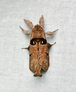 Givira sp., La Isla Escondida, Colombia  Colombia,Colombia 2024,Fall,Geotagged,La Isla Escondida,South America,World