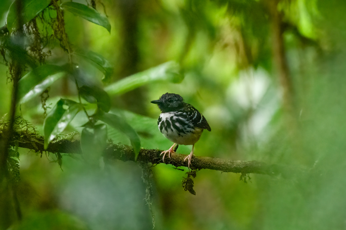 Spot-backed antbird, La Isla Escondida, Colombia  Colombia,Colombia 2024,Fall,Geotagged,Hylophylax naevius,La Isla Escondida,South America,Spot-backed antbird,World