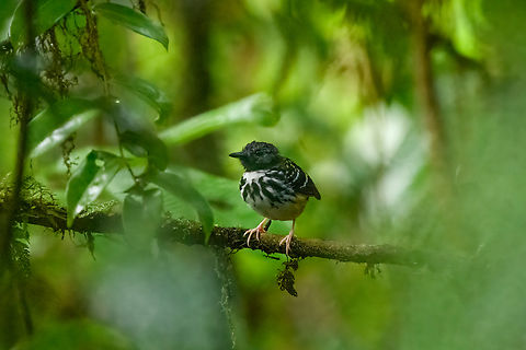 Spot-backed antbird, La Isla Escondida, Colombia  Colombia,Colombia 2024,Fall,Geotagged,Hylophylax naevius,La Isla Escondida,South America,Spot-backed antbird,World