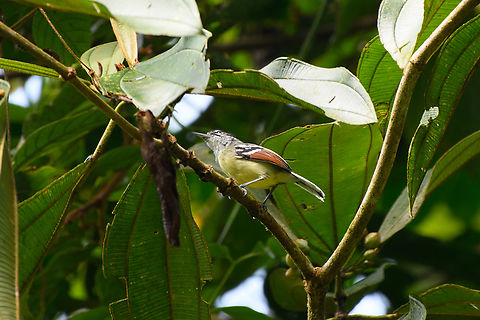 Rusty-winged Antwren, La Isla Escondida, Colombia  Colombia,Colombia 2024,Fall,Geotagged,Herpsilochmus frater,La Isla Escondida,Rusty-winged antwren,South America,World