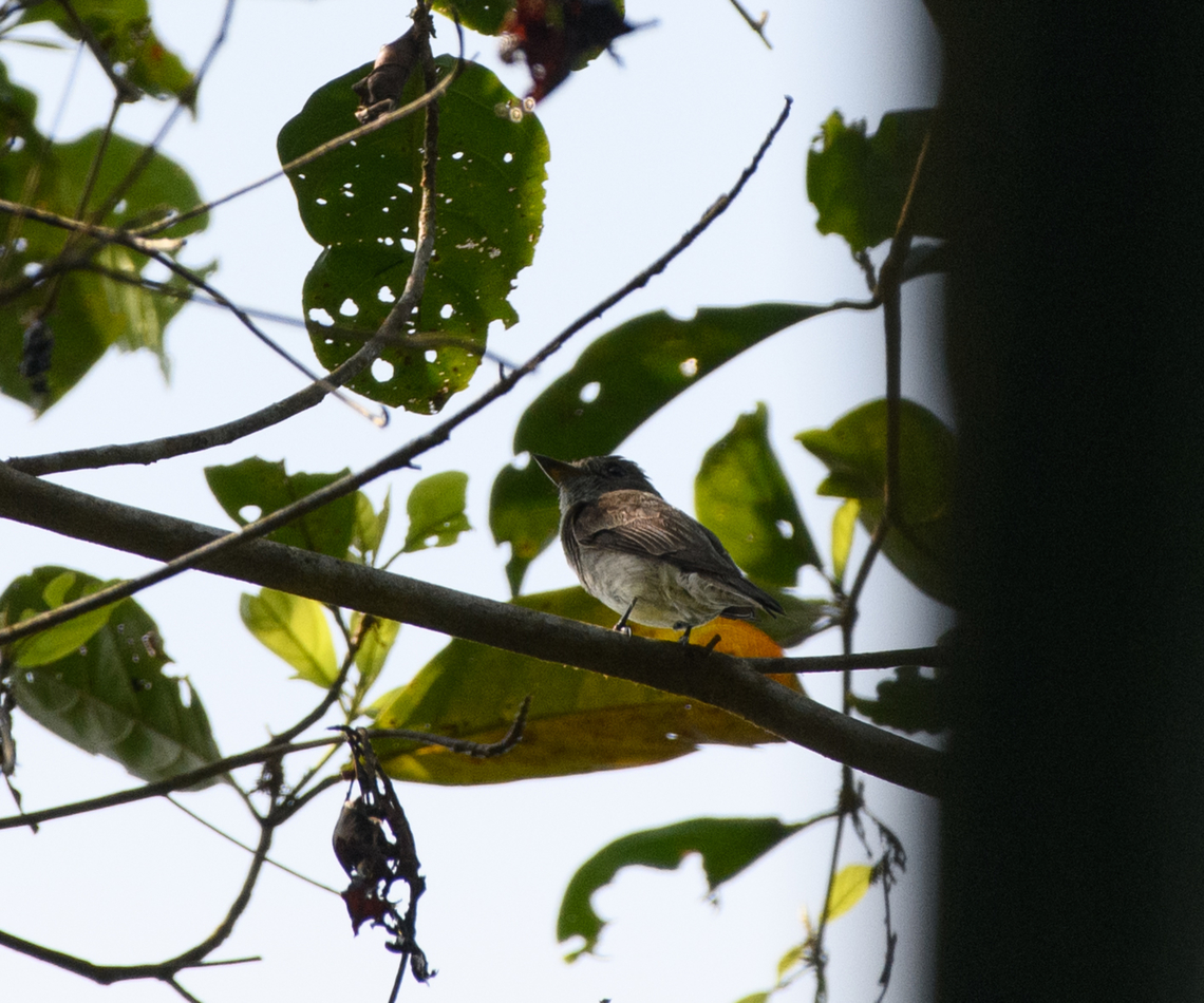 Western Wood Pewee, La Isla Escondida, Colombia  Colombia,Colombia 2024,Contopus sordidulus,Fall,Geotagged,La Isla Escondida,South America,Western wood pewee,World