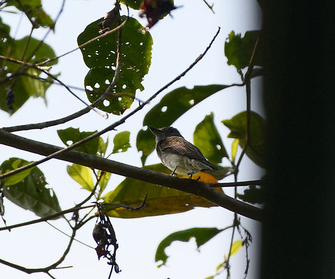 Western Wood Pewee, La Isla Escondida, Colombia  Colombia,Colombia 2024,Contopus sordidulus,Fall,Geotagged,La Isla Escondida,South America,Western wood pewee,World