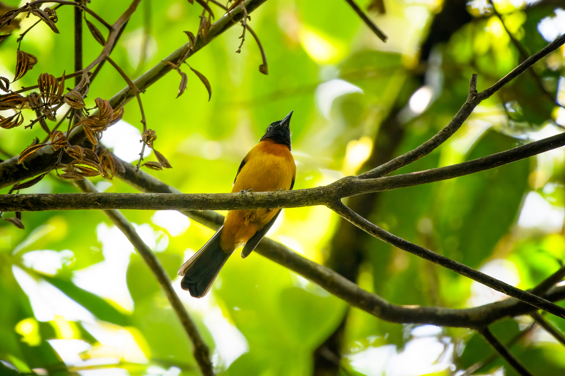 Fulvous Shrike-Tanager, La Isla Escondida, Colombia  Colombia,Colombia 2024,Fall,Fulvous shrike-tanager,Geotagged,La Isla Escondida,Lanio fulvus,South America,World
