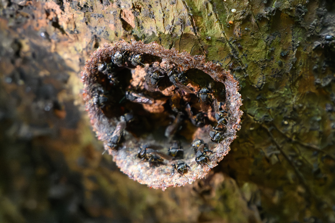 Scaptotrigona postica, La Isla Escondida, Colombia <section class="video"><iframe width="448" height="282" src="https://www.youtube-nocookie.com/embed/C0Nb3e3VPlc?hd=1&autoplay=0&rel=0" frameborder="0" allowfullscreen></iframe></section><br />
A species of stingless bee in the Scaptotrigona genus. Stingless bees are seperate from honey bees yet do produce honey. They build tube-like structures as an entrance to their nest. The honey they produce is very expensive as the quantity produced is 1/75th that of a honey bee. A remarkable trait of this honey is that its sugar content does not spike blood sugar nor does it damage teeth.<br />
<br />
Species ID tentative. You can identify species by their type of tube entrance but I'm still not 100% sure. Colombia,Colombia 2024,Fall,Geotagged,La Isla Escondida,Scaptotrigona postica,South America,World