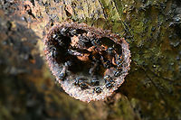 Scaptotrigona postica, La Isla Escondida, Colombia https://www.youtube.com/watch?v=C0Nb3e3VPlc<br />
A species of stingless bee in the Scaptotrigona genus. Stingless bees are seperate from honey bees yet do produce honey. They build tube-like structures as an entrance to their nest. The honey they produce is very expensive as the quantity produced is 1/75th that of a honey bee. A remarkable trait of this honey is that its sugar content does not spike blood sugar nor does it damage teeth.<br />
<br />
Species ID tentative. You can identify species by their type of tube entrance but I'm still not 100% sure. Colombia,Colombia 2024,Fall,Geotagged,La Isla Escondida,Scaptotrigona postica,South America,World