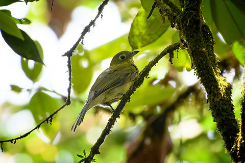 Grey-tailed Piha, La Isla Escondida, Colombia  Colombia,Colombia 2024,Fall,Geotagged,Grey-tailed piha,La Isla Escondida,Snowornis subalaris,South America,World