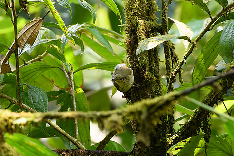 Rufous-tailed Foliage-gleaner, La Isla Escondida, Colombia Without the actual rufous tail visible :) Anabacerthia ruficaudata,Colombia,Colombia 2024,Fall,Geotagged,La Isla Escondida,Rufous-tailed foliage-gleaner,South America,World