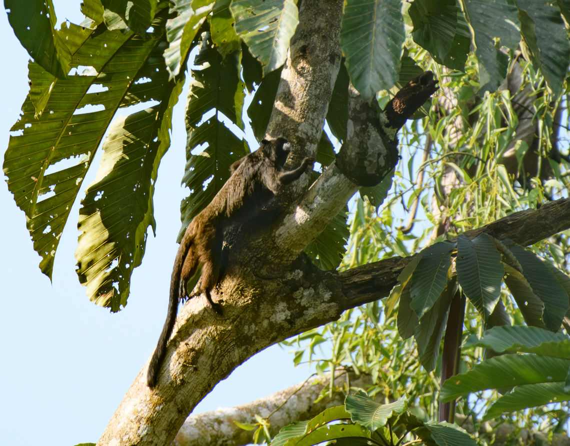 Black-mantled Tamarin, La Isla Escondida, Colombia  Black-mantled tamarin,Colombia,Colombia 2024,Fall,Geotagged,La Isla Escondida,Leontocebus nigricollis,South America,World