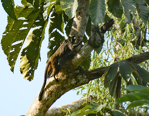 Black-mantled Tamarin, La Isla Escondida, Colombia  Black-mantled tamarin,Colombia,Colombia 2024,Fall,Geotagged,La Isla Escondida,Leontocebus nigricollis,South America,World