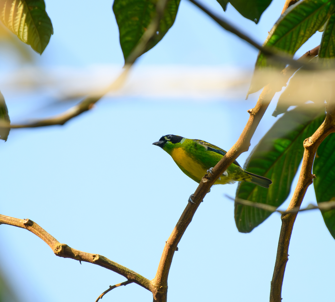 Green-and-gold Tanager, La Isla Escondida, Colombia  Colombia,Colombia 2024,Fall,Geotagged,Green-and-gold tanager,La Isla Escondida,South America,Tangara schrankii,World