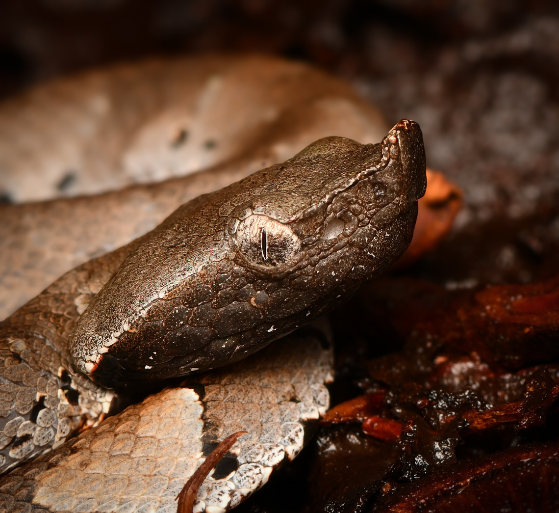 Amazonian Toad-headed Pitviper - head, La Isla Escondida, Colombia A very small but venomous pitviper.<br />
<figure class="photo"><a href="https://www.jungledragon.com/image/167087/amazonian_toad-headed_pitviper_la_isla_escondida_colombia.html" title="Amazonian Toad-headed Pitviper, La Isla Escondida, Colombia"><img src="https://s3.amazonaws.com/media.jungledragon.com/images/2/167087_thumb.jpg?AWSAccessKeyId=05GMT0V3GWVNE7GGM1R2&Expires=1769040010&Signature=T01%2B23zjG6W37Gcir%2F%2BiIEZxBlw%3D" width="200" height="134" alt="Amazonian Toad-headed Pitviper, La Isla Escondida, Colombia A very small but venomous pitviper.<br />
https://www.jungledragon.com/image/167086/amazonian_toad-headed_pitviper_-_body_la_isla_escondida_colombia.html<br />
https://www.jungledragon.com/image/167085/amazonian_toad-headed_pitviper_-_head_la_isla_escondida_colombia.html Bothrocophias hyoprora,Colombia,Colombia 2024,Fall,Geotagged,La Isla Escondida,South America,World" /></a></figure><br />
<figure class="photo"><a href="https://www.jungledragon.com/image/167086/amazonian_toad-headed_pitviper_-_body_la_isla_escondida_colombia.html" title="Amazonian Toad-headed Pitviper - body, La Isla Escondida, Colombia"><img src="https://s3.amazonaws.com/media.jungledragon.com/images/2/167086_thumb.jpg?AWSAccessKeyId=05GMT0V3GWVNE7GGM1R2&Expires=1769040010&Signature=ZxOEShGTSuyDWenjirjClJ2bhrQ%3D" width="200" height="134" alt="Amazonian Toad-headed Pitviper - body, La Isla Escondida, Colombia A very small but venomous pitviper.<br />
https://www.jungledragon.com/image/167087/amazonian_toad-headed_pitviper_la_isla_escondida_colombia.html<br />
https://www.jungledragon.com/image/167085/amazonian_toad-headed_pitviper_-_head_la_isla_escondida_colombia.html Amazonian Toad-headed Pitviper,Bothrocophias hyoprora,Colombia,Colombia 2024,Fall,Geotagged,La Isla Escondida,South America,World" /></a></figure> Amazonian Toad-headed Pitviper,Bothrocophias hyoprora,Colombia,Colombia 2024,Fall,Geotagged,La Isla Escondida,South America,World