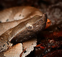 Amazonian Toad-headed Pitviper - head, La Isla Escondida, Colombia A very small but venomous pitviper.<br />
https://www.jungledragon.com/image/167087/amazonian_toad-headed_pitviper_la_isla_escondida_colombia.html<br />
https://www.jungledragon.com/image/167086/amazonian_toad-headed_pitviper_-_body_la_isla_escondida_colombia.html Amazonian Toad-headed Pitviper,Bothrocophias hyoprora,Colombia,Colombia 2024,Fall,Geotagged,La Isla Escondida,South America,World