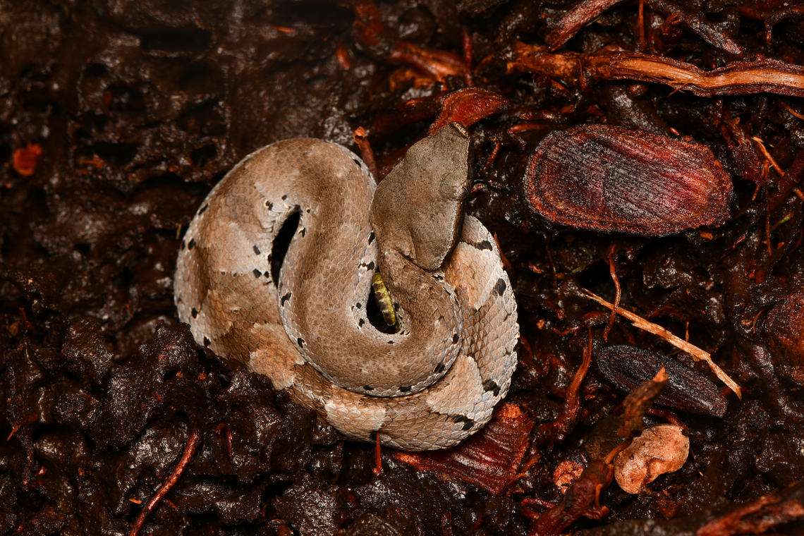 Amazonian Toad-headed Pitviper - body, La Isla Escondida, Colombia A very small but venomous pitviper.<br />
<figure class="photo"><a href="https://www.jungledragon.com/image/167087/amazonian_toad-headed_pitviper_la_isla_escondida_colombia.html" title="Amazonian Toad-headed Pitviper, La Isla Escondida, Colombia"><img src="https://s3.amazonaws.com/media.jungledragon.com/images/2/167087_thumb.jpg?AWSAccessKeyId=05GMT0V3GWVNE7GGM1R2&Expires=1769040010&Signature=T01%2B23zjG6W37Gcir%2F%2BiIEZxBlw%3D" width="200" height="134" alt="Amazonian Toad-headed Pitviper, La Isla Escondida, Colombia A very small but venomous pitviper.<br />
https://www.jungledragon.com/image/167086/amazonian_toad-headed_pitviper_-_body_la_isla_escondida_colombia.html<br />
https://www.jungledragon.com/image/167085/amazonian_toad-headed_pitviper_-_head_la_isla_escondida_colombia.html Bothrocophias hyoprora,Colombia,Colombia 2024,Fall,Geotagged,La Isla Escondida,South America,World" /></a></figure><br />
<figure class="photo"><a href="https://www.jungledragon.com/image/167085/amazonian_toad-headed_pitviper_-_head_la_isla_escondida_colombia.html" title="Amazonian Toad-headed Pitviper - head, La Isla Escondida, Colombia"><img src="https://s3.amazonaws.com/media.jungledragon.com/images/2/167085_thumb.jpg?AWSAccessKeyId=05GMT0V3GWVNE7GGM1R2&Expires=1769040010&Signature=zIffS87%2BKAvQF0BsxSNGWAwUN3k%3D" width="200" height="184" alt="Amazonian Toad-headed Pitviper - head, La Isla Escondida, Colombia A very small but venomous pitviper.<br />
https://www.jungledragon.com/image/167087/amazonian_toad-headed_pitviper_la_isla_escondida_colombia.html<br />
https://www.jungledragon.com/image/167086/amazonian_toad-headed_pitviper_-_body_la_isla_escondida_colombia.html Amazonian Toad-headed Pitviper,Bothrocophias hyoprora,Colombia,Colombia 2024,Fall,Geotagged,La Isla Escondida,South America,World" /></a></figure> Amazonian Toad-headed Pitviper,Bothrocophias hyoprora,Colombia,Colombia 2024,Fall,Geotagged,La Isla Escondida,South America,World