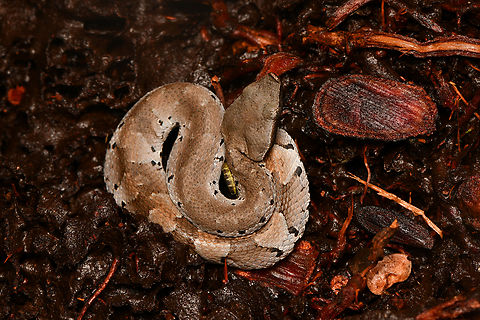 Amazonian Toad-headed Pitviper - body, La Isla Escondida, Colombia A very small but venomous pitviper.
https://www.jungledragon.com/image/167087/amazonian_toad-headed_pitviper_la_isla_escondida_colombia.html
https://www.jungledragon.com/image/167085/amazonian_toad-headed_pitviper_-_head_la_isla_escondida_colombia.html Amazonian Toad-headed Pitviper,Bothrocophias hyoprora,Colombia,Colombia 2024,Fall,Geotagged,La Isla Escondida,South America,World