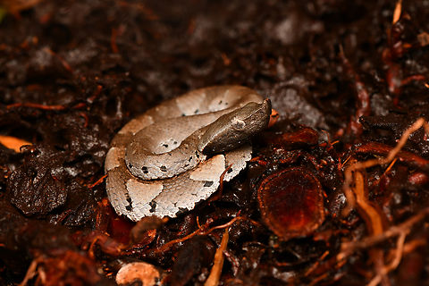 Amazonian Toad-headed Pitviper, La Isla Escondida, Colombia A very small but venomous pitviper.
https://www.jungledragon.com/image/167086/amazonian_toad-headed_pitviper_-_body_la_isla_escondida_colombia.html
https://www.jungledragon.com/image/167085/amazonian_toad-headed_pitviper_-_head_la_isla_escondida_colombia.html Bothrocophias hyoprora,Colombia,Colombia 2024,Fall,Geotagged,La Isla Escondida,South America,World