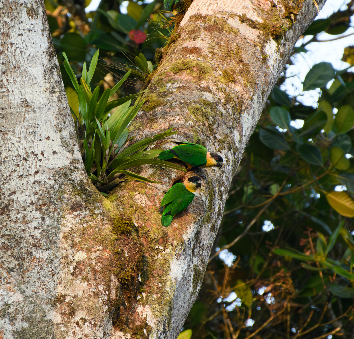Black-headed parrot, La Isla Escondida, Colombia Bottom one is in front of their nest. Black-headed parrot,Colombia,Colombia 2024,Fall,Geotagged,La Isla Escondida,Pionites melanocephalus,South America,World
