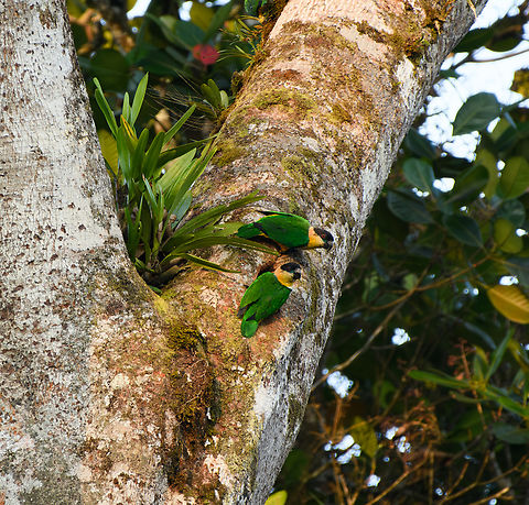Black-headed parrot, La Isla Escondida, Colombia Bottom one is in front of their nest. Black-headed parrot,Colombia,Colombia 2024,Fall,Geotagged,La Isla Escondida,Pionites melanocephalus,South America,World