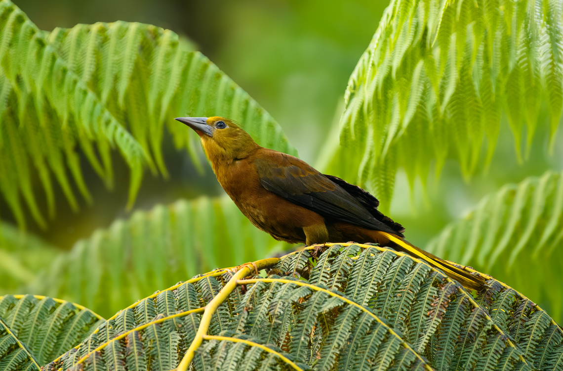 Russet-backed oropendola, La Isla Escondida, Colombia  Colombia,Colombia 2024,Fall,Geotagged,La Isla Escondida,Psarocolius angustifrons,Russet-backed oropendola,South America,World