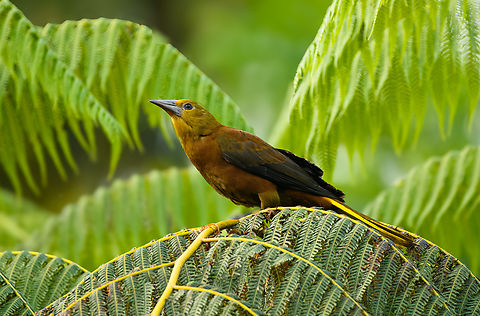Russet-backed oropendola, La Isla Escondida, Colombia  Colombia,Colombia 2024,Fall,Geotagged,La Isla Escondida,Psarocolius angustifrons,Russet-backed oropendola,South America,World
