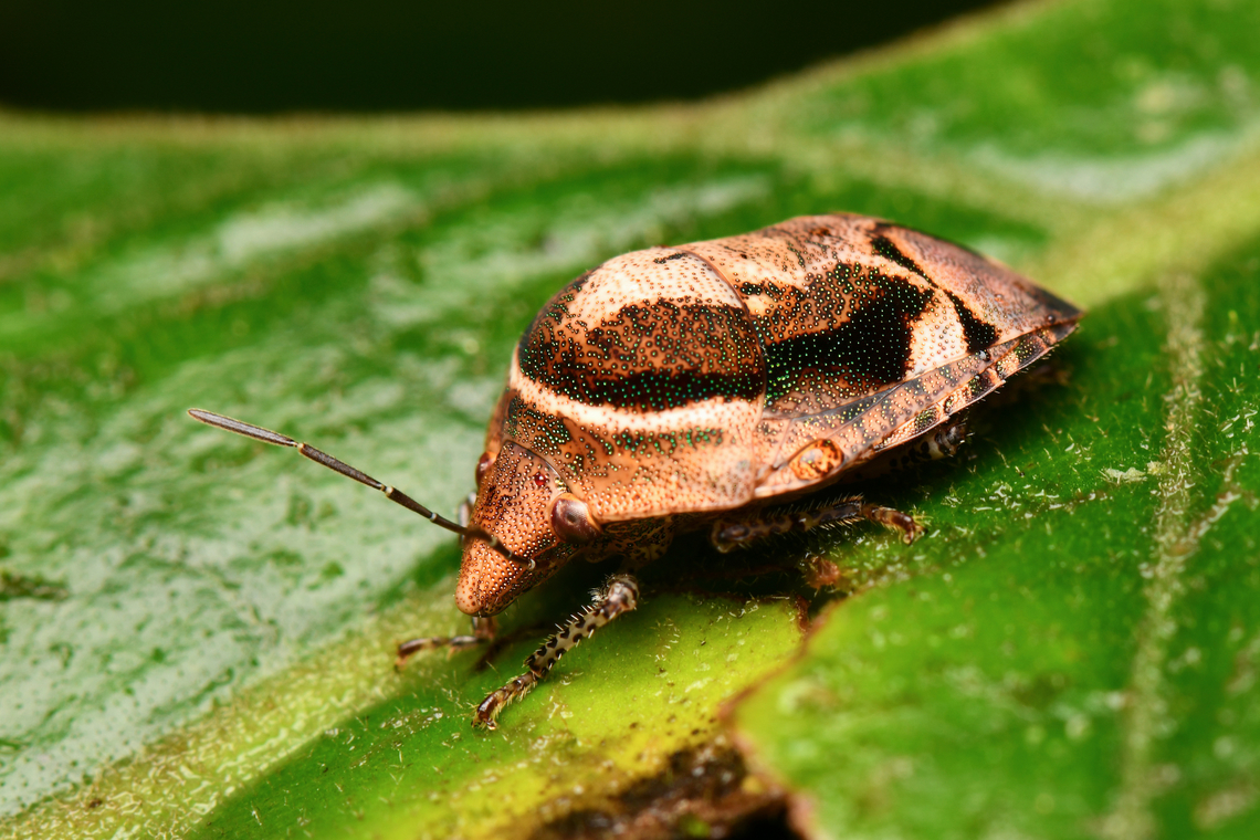 Symphylus deplanatus, La Isla Escondida, Colombia  Colombia,Colombia 2024,Fall,Geotagged,La Isla Escondida,South America,Symphylus deplanatus,World