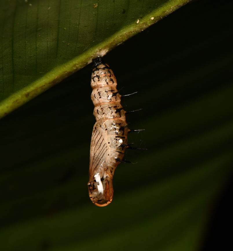 Caterpilar morphing, La Isla Escondida, Colombia  Colombia,Colombia 2024,Fall,Geotagged,La Isla Escondida,South America,World