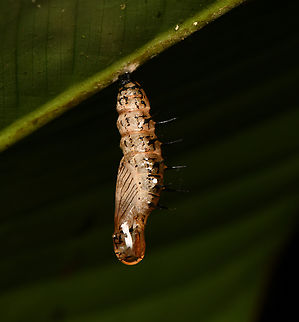 Caterpilar morphing, La Isla Escondida, Colombia  Colombia,Colombia 2024,Fall,Geotagged,La Isla Escondida,South America,World