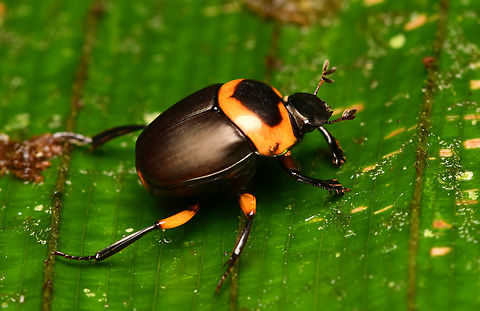 Canthon luteicollis, La Isla Escondida, Colombia  Canthon luteicollis,Colombia,Colombia 2024,Fall,Geotagged,La Isla Escondida,South America,World