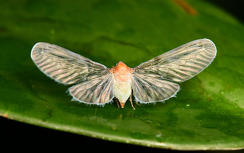 Mysidia albicans - back, La Isla Escondida, Colombia https://www.jungledragon.com/image/167147/mysidia_albicans_-_front_la_isla_escondida_colombia.html Colombia,Colombia 2024,Fall,Geotagged,La Isla Escondida,Mysidia albicans,South America,World