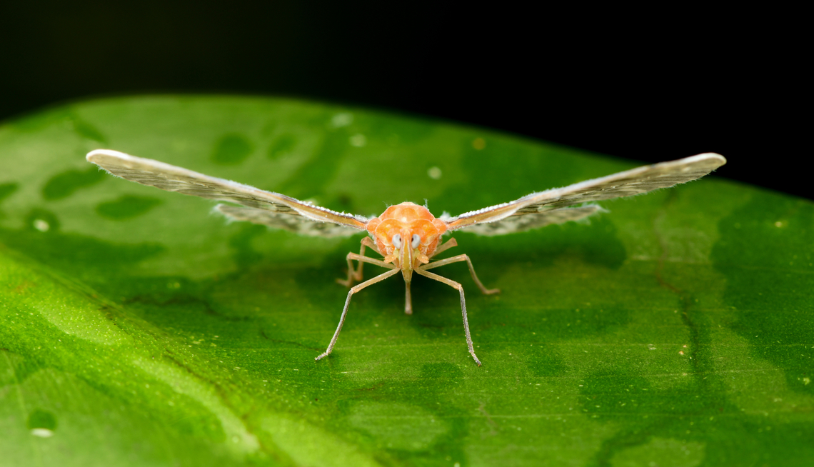 Mysidia albicans - front, La Isla Escondida, Colombia <figure class="photo"><a href="https://www.jungledragon.com/image/167146/mysidia_albicans_-_back_la_isla_escondida_colombia.html" title="Mysidia albicans - back, La Isla Escondida, Colombia"><img src="https://s3.amazonaws.com/media.jungledragon.com/images/2/167146_thumb.jpg?AWSAccessKeyId=05GMT0V3GWVNE7GGM1R2&Expires=1759968010&Signature=%2FYMegtERM1Bz7hudABRiBMB%2B5Zs%3D" width="200" height="126" alt="Mysidia albicans - back, La Isla Escondida, Colombia https://www.jungledragon.com/image/167147/mysidia_albicans_-_front_la_isla_escondida_colombia.html Colombia,Colombia 2024,Fall,Geotagged,La Isla Escondida,Mysidia albicans,South America,World" /></a></figure><br />
Tentative ID. Reference:<br />
<a href="https://www.inaturalist.org/observations/226643129" rel="nofollow">https://www.inaturalist.org/observations/226643129</a> Colombia,Colombia 2024,Fall,Geotagged,La Isla Escondida,Mysidia albicans,South America,World