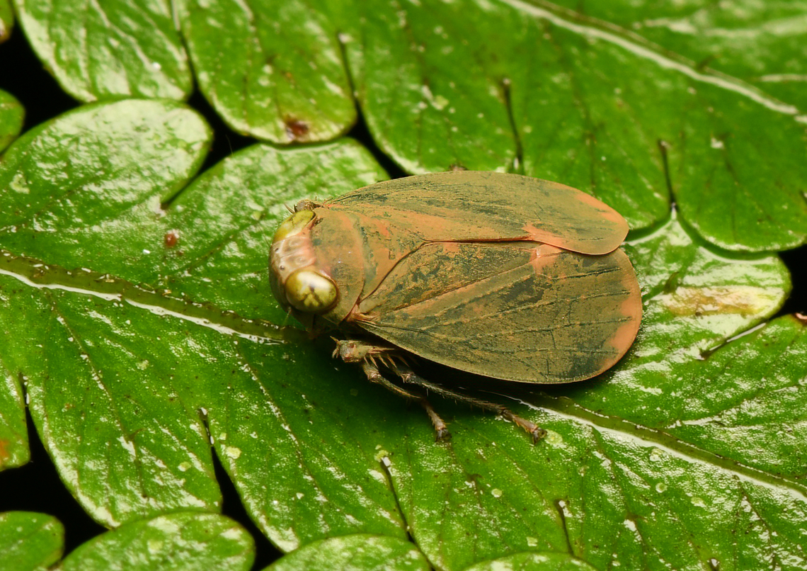 Coelidiinae, La Isla Escondida, Colombia  Colombia,Colombia 2024,Fall,Geotagged,La Isla Escondida,South America,World