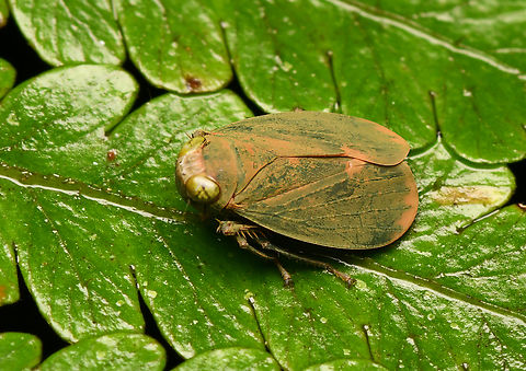 Coelidiinae, La Isla Escondida, Colombia  Colombia,Colombia 2024,Fall,Geotagged,La Isla Escondida,South America,World
