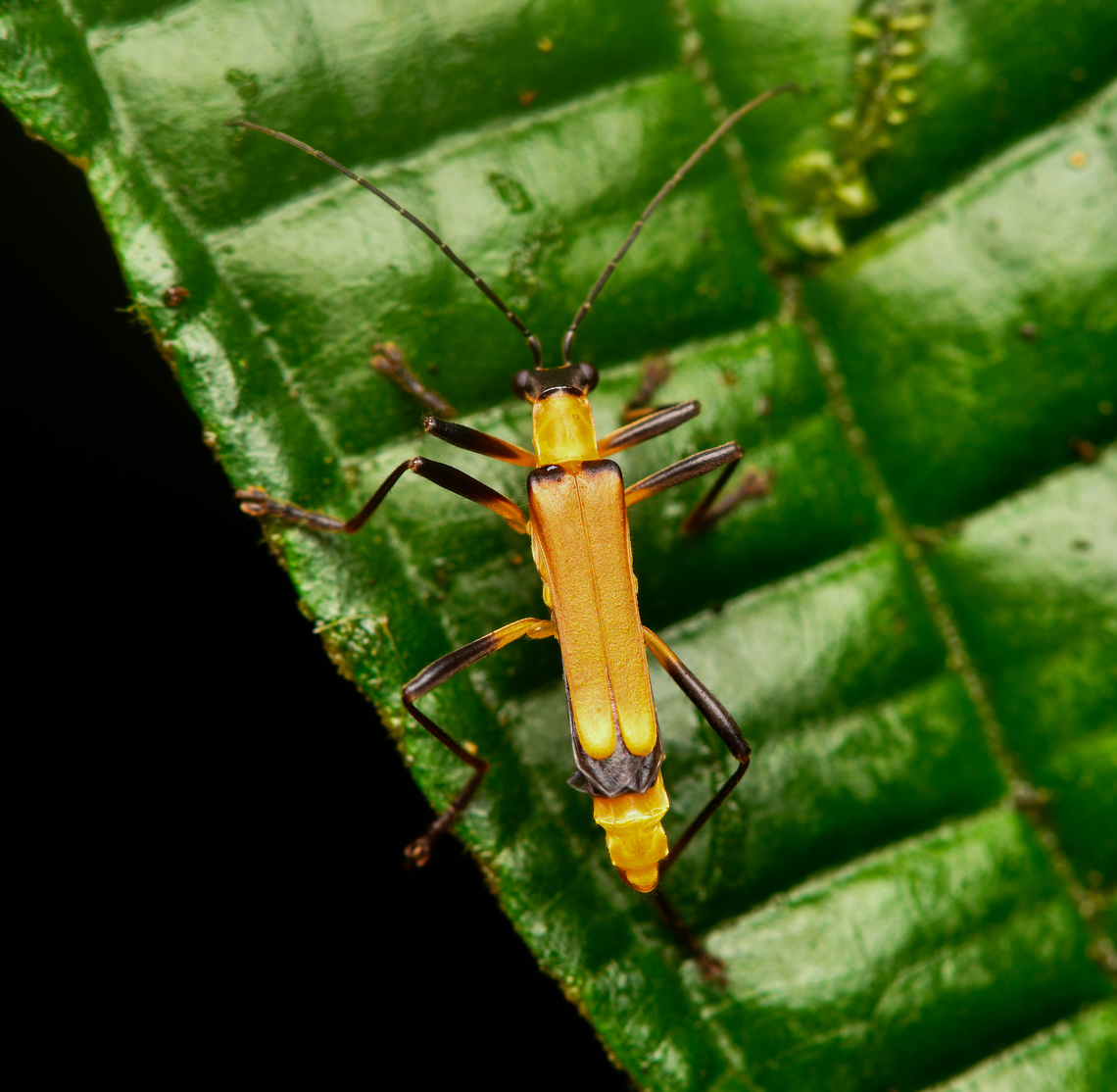 Chauliognathus plicaticollis, La Isla Escondida, Colombia <figure class="photo"><a href="https://www.jungledragon.com/image/167152/chauliognathus_plicaticollis_la_isla_escondida_colombia.html" title="Chauliognathus plicaticollis, La Isla Escondida, Colombia"><img src="https://s3.amazonaws.com/media.jungledragon.com/images/2/167152_thumb.jpg?AWSAccessKeyId=05GMT0V3GWVNE7GGM1R2&Expires=1759968010&Signature=gJ%2FlTrF0MDZIjGelSlZKATuA9PI%3D" width="200" height="140" alt="Chauliognathus plicaticollis, La Isla Escondida, Colombia https://www.jungledragon.com/image/167151/chauliognathus_plicaticollis_la_isla_escondida_colombia.html Chauliognathus plicaticollis,Colombia,Colombia 2024,Fall,Geotagged,La Isla Escondida,South America,World" /></a></figure> Chauliognathus plicaticollis,Colombia,Colombia 2024,Fall,Geotagged,La Isla Escondida,South America,World