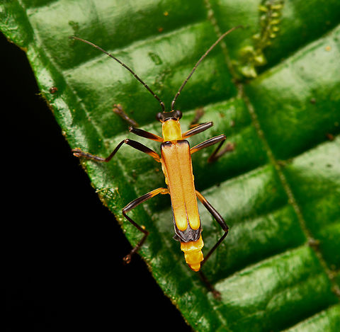 Chauliognathus plicaticollis, La Isla Escondida, Colombia https://www.jungledragon.com/image/167152/chauliognathus_plicaticollis_la_isla_escondida_colombia.html Chauliognathus plicaticollis,Colombia,Colombia 2024,Fall,Geotagged,La Isla Escondida,South America,World