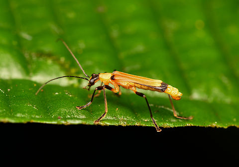 Chauliognathus plicaticollis