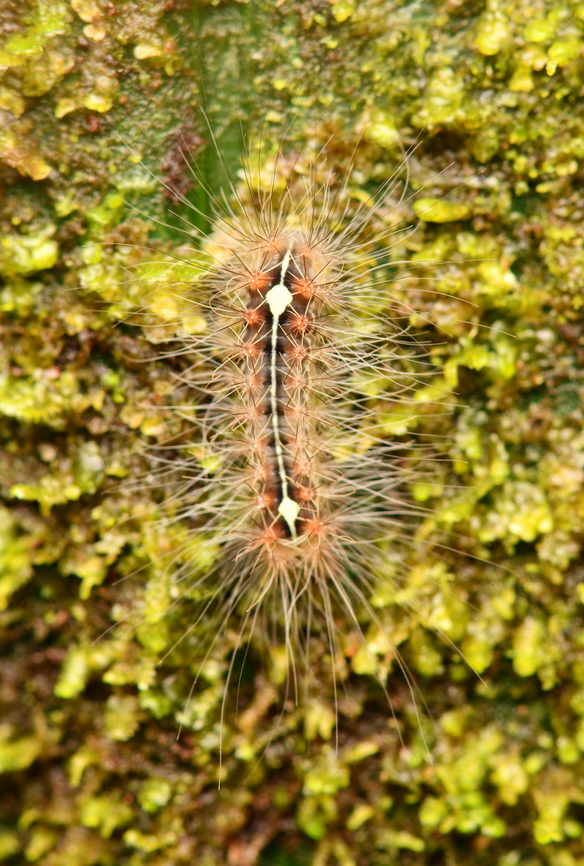 Hairy caterpillar, La Isla Escondida, Colombia  Colombia,Colombia 2024,Fall,Geotagged,La Isla Escondida,South America,World