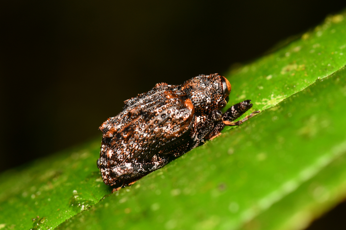 Tiny weevil - side view, La Isla Escondida, Colombia <figure class="photo"><a href="https://www.jungledragon.com/image/167155/tiny_weevil_subfamily_molytinae_la_isla_escondida_colombia.html" title="Tiny weevil (subfamily Molytinae), La Isla Escondida, Colombia"><img src="https://s3.amazonaws.com/media.jungledragon.com/images/2/167155_thumb.jpg?AWSAccessKeyId=05GMT0V3GWVNE7GGM1R2&Expires=1759968010&Signature=VFZS1oQz99%2FJ9s%2B7dJ1nk%2FjMRkw%3D" width="148" height="152" alt="Tiny weevil (subfamily Molytinae), La Isla Escondida, Colombia https://www.jungledragon.com/image/167154/tiny_weevil_-_side_view_la_isla_escondida_colombia.html Colombia,Colombia 2024,Fall,Geotagged,La Isla Escondida,South America,World" /></a></figure> Colombia,Colombia 2024,Fall,Geotagged,La Isla Escondida,South America,World