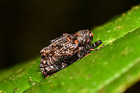 Tiny weevil - side view, La Isla Escondida, Colombia https://www.jungledragon.com/image/167155/tiny_weevil_la_isla_escondida_colombia.html Colombia,Colombia 2024,Fall,Geotagged,La Isla Escondida,South America,World