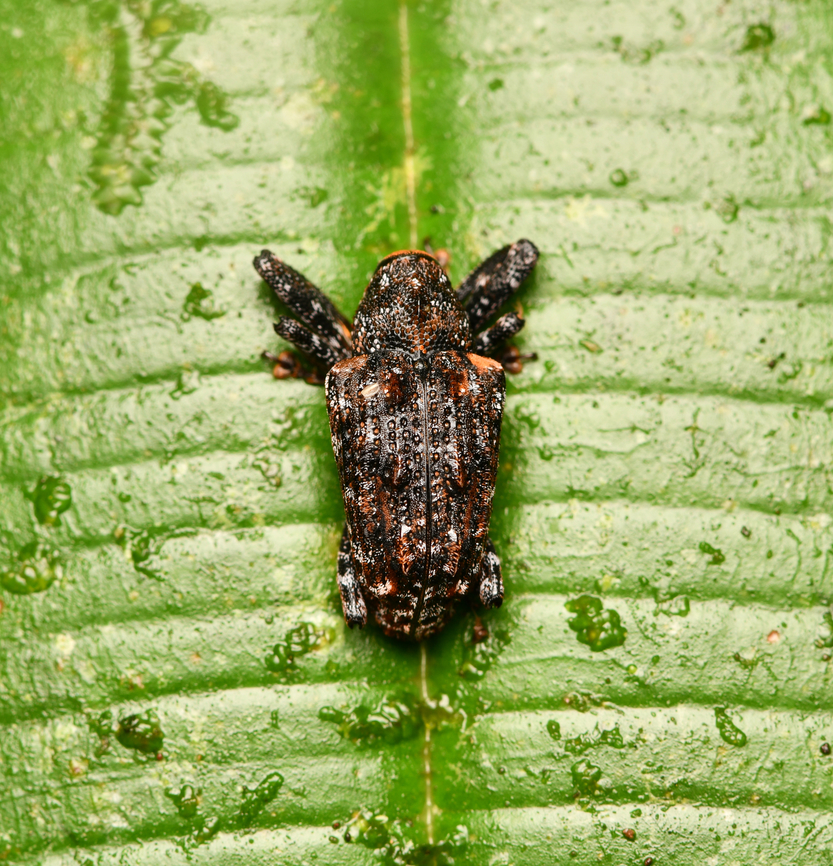 Tiny weevil (subfamily Molytinae), La Isla Escondida, Colombia <figure class="photo"><a href="https://www.jungledragon.com/image/167154/tiny_weevil_-_side_view_la_isla_escondida_colombia.html" title="Tiny weevil - side view, La Isla Escondida, Colombia"><img src="https://s3.amazonaws.com/media.jungledragon.com/images/2/167154_thumb.jpg?AWSAccessKeyId=05GMT0V3GWVNE7GGM1R2&Expires=1769040010&Signature=qQMIcVDBYdl3zdMAv84fv7PCeuk%3D" width="200" height="134" alt="Tiny weevil - side view, La Isla Escondida, Colombia https://www.jungledragon.com/image/167155/tiny_weevil_la_isla_escondida_colombia.html Colombia,Colombia 2024,Fall,Geotagged,La Isla Escondida,South America,World" /></a></figure> Colombia,Colombia 2024,Fall,Geotagged,La Isla Escondida,South America,World