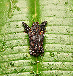 Tiny weevil (subfamily Molytinae), La Isla Escondida, Colombia https://www.jungledragon.com/image/167154/tiny_weevil_-_side_view_la_isla_escondida_colombia.html Colombia,Colombia 2024,Fall,Geotagged,La Isla Escondida,South America,World