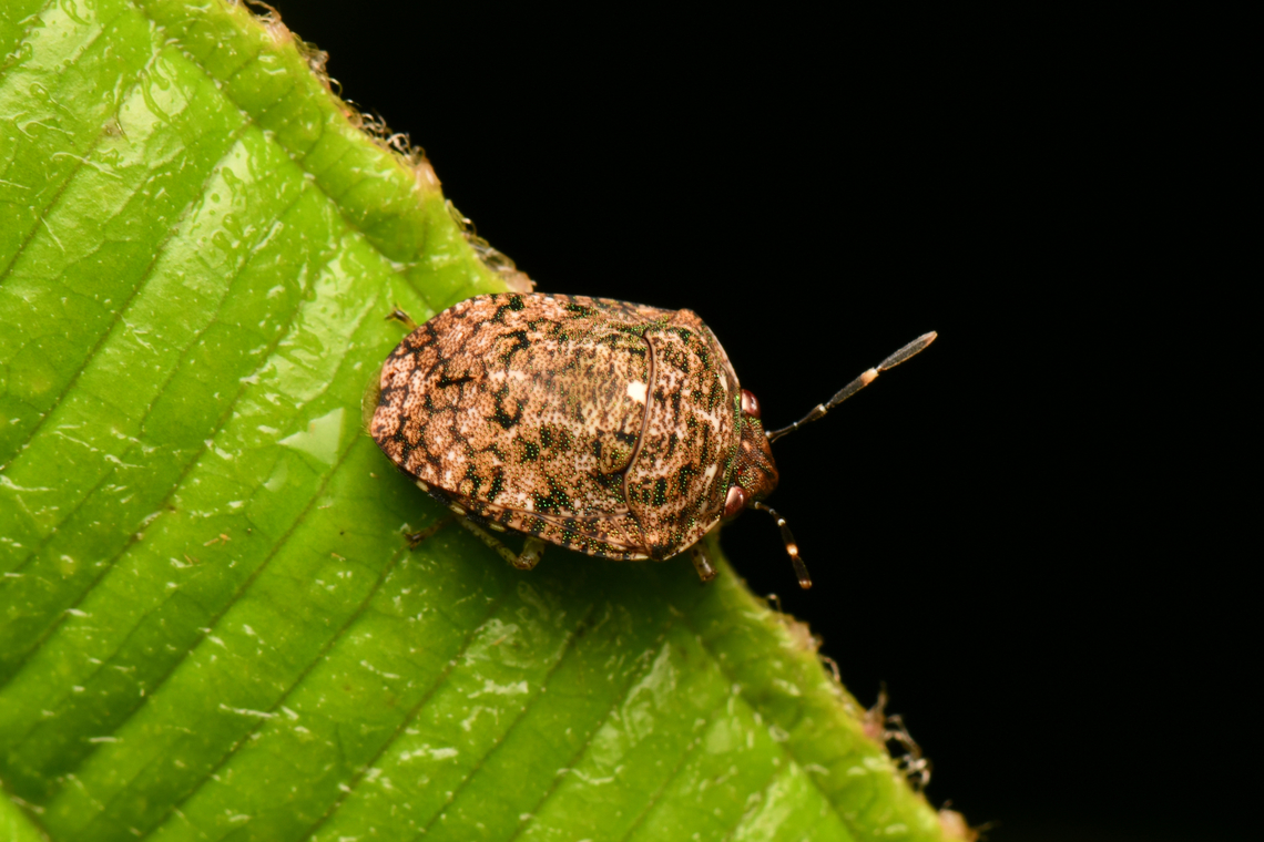 Jewel bug, La Isla Escondida, Colombia  Colombia,Colombia 2024,Fall,Geotagged,La Isla Escondida,South America,World