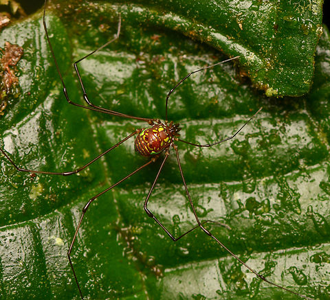 Harvestman, La Isla Escondida, Colombia Not able to match it with a known species, might be a juvenile. Colombia,Colombia 2024,Fall,Geotagged,La Isla Escondida,South America,World