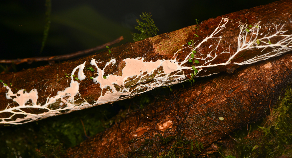 Mycelium, La Isla Escondida, Colombia  Colombia,Colombia 2024,Fall,Geotagged,La Isla Escondida,South America,World