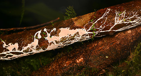 Mycelium, La Isla Escondida, Colombia  Colombia,Colombia 2024,Fall,Geotagged,La Isla Escondida,South America,World