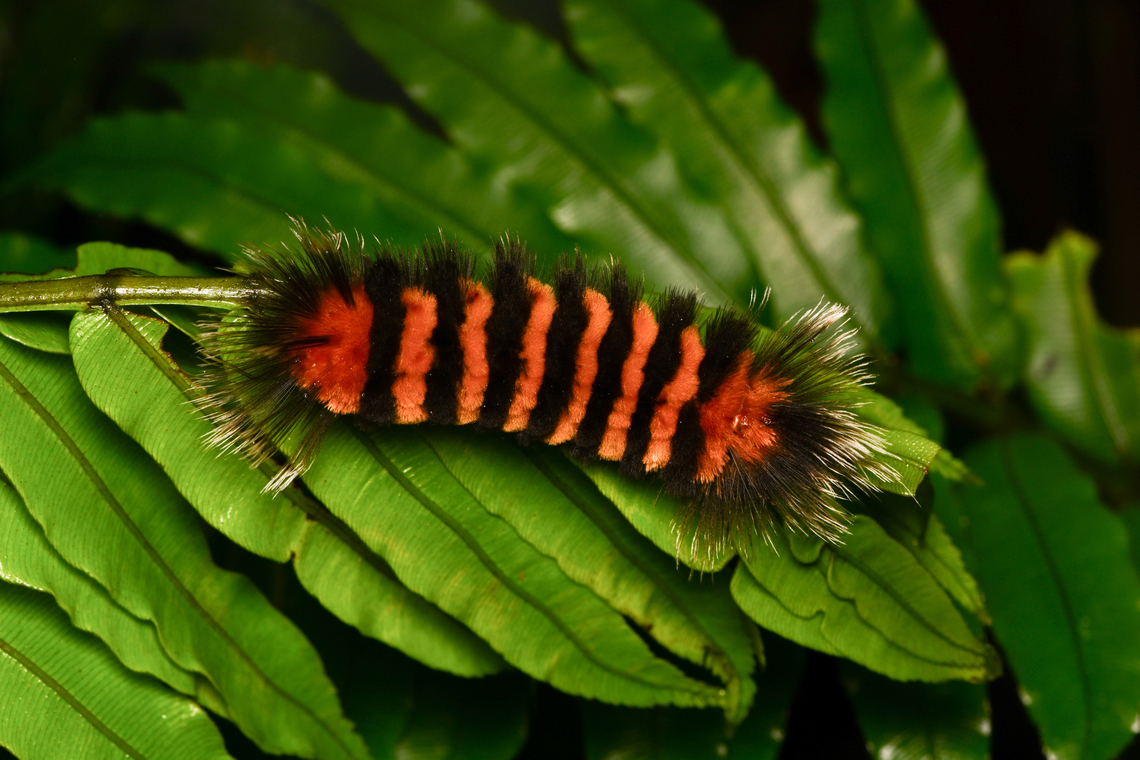 Tiger moth caterpillar, La Isla Escondida, Colombia Same/similar:<br />
<figure class="photo"><a href="https://www.jungledragon.com/image/166487/tiger_moth_caterpillar_la_isla_escondida_colombia.html" title="Tiger moth caterpillar, La Isla Escondida, Colombia"><img src="https://s3.amazonaws.com/media.jungledragon.com/images/2/166487_thumb.jpg?AWSAccessKeyId=05GMT0V3GWVNE7GGM1R2&Expires=1769040010&Signature=lZN8a6N4tJiXTQXixcmuj%2Bj%2FAbI%3D" width="200" height="150" alt="Tiger moth caterpillar, La Isla Escondida, Colombia https://www.jungledragon.com/image/166486/tiger_moth_caterpillar_la_isla_escondida_colombia.html Colombia,Colombia 2024,Fall,Geotagged,La Isla Escondida,South America,World" /></a></figure> Colombia,Colombia 2024,Fall,Geotagged,La Isla Escondida,South America,World