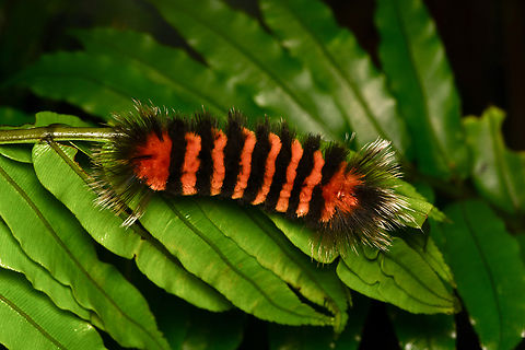 Tiger moth caterpillar, La Isla Escondida, Colombia Same/similar:
https://www.jungledragon.com/image/166487/tiger_moth_caterpillar_la_isla_escondida_colombia.html Colombia,Colombia 2024,Fall,Geotagged,La Isla Escondida,South America,World