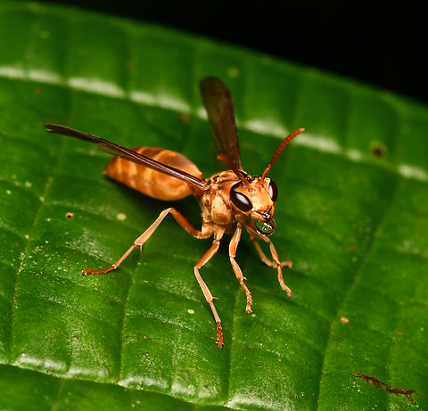 Polistes sp.?, La Isla Escondida, Colombia  Colombia,Colombia 2024,Fall,Geotagged,La Isla Escondida,South America,World