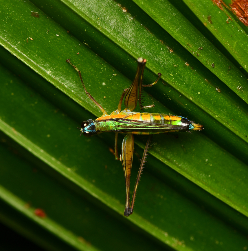 Eumastax minuta, La Isla Escondida, Colombia  Colombia,Colombia 2024,Eumastax minuta,Fall,Geotagged,La Isla Escondida,South America,World