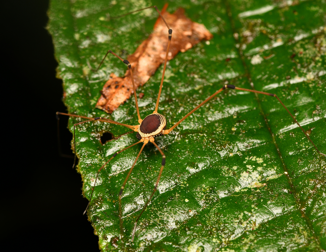Sibambea rotunda, La Isla Escondida, Colombia My 15,000th photo posted :) Colombia,Colombia 2024,Fall,Geotagged,La Isla Escondida,Sibambea rotunda,South America,World